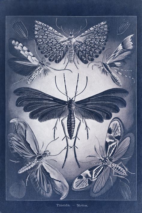 Vintage Art Moth Illustration Free Stock Photo - Public Domain Pictures