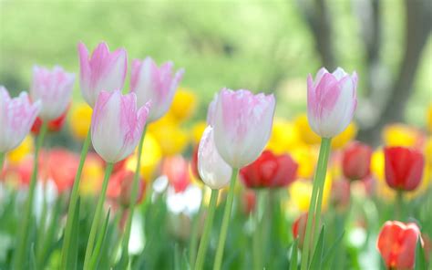 Online crop | HD wallpaper: bed of tulip flowers, nature, Wallpaper ...