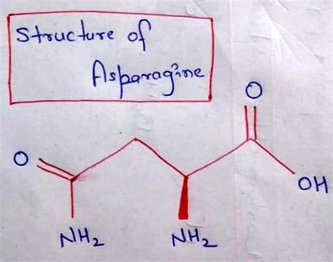 Asparagine (Amino Acid): Structure, Properties, and Sources