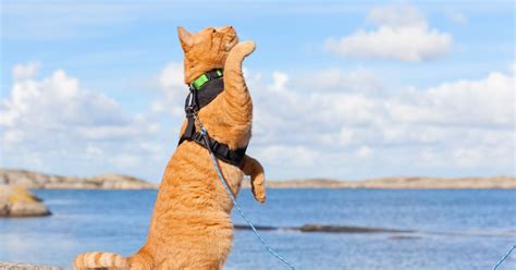 Learn How to Fit Your Cat Harness So They Won't Escape | PawTracks