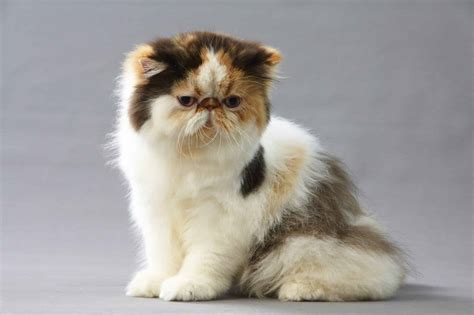 5 Long Hair Calico Cat Breeds – Caution, Rare Cats Alert! – KeyPetCare.com