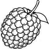 blackberry coloring pages Free Printable 54077176 Vector  sketch template