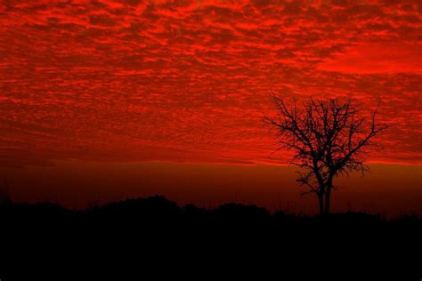 Tree silhouetted against red sky. | Silhouette photography, Tree silhouette, Red sky