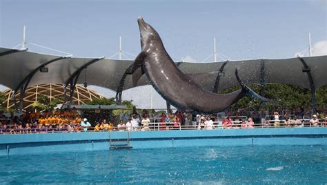 Parques Reunidos verkauft Miami Seaquarium an Dolphin Company