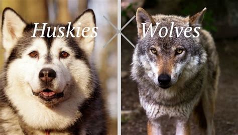 Husky vs Wolf: Yes... There Are HUGE Differences | MHL | Husky, Wolf ...