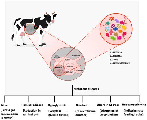 Frontiers | Gut Microbiota and Their Role in Health and Metabolic Disease of Dairy Cow