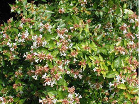 Abelia x grandiflora 'Francis Mason' | Yougardener