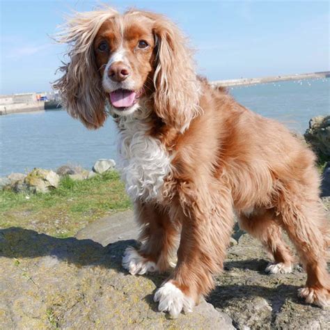 Cocker Spaniel Skin Problems Scabs | Dog Breed Information