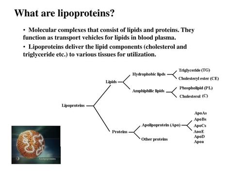 PPT - Lipoprotein Structures, Function and Metabolism PowerPoint ...