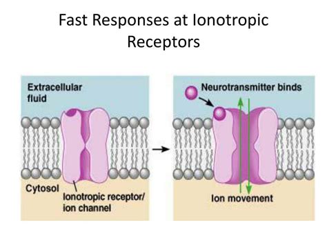 PPT - Ionotropic and Metabotropic Receptors PowerPoint Presentation, free download - ID:4070045