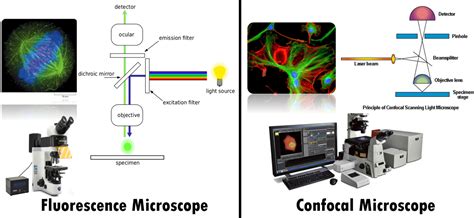 Confocal Fluorescence Microscopy