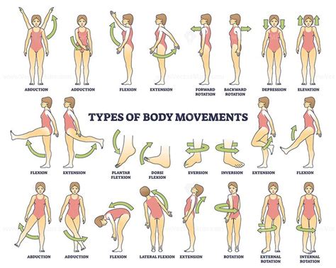 Body movement types with medical physical motion explanation outline ...