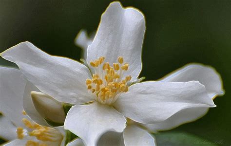 Idaho State Flower – The Syringa | Syringa, Flowers, Idaho state