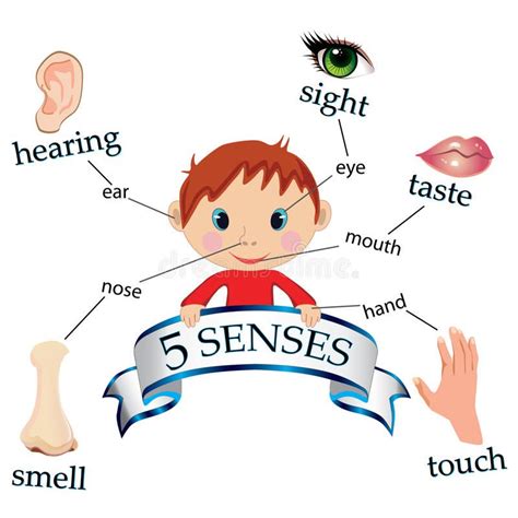 Five Senses Vector Infographic Download Free Vector Art