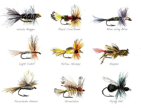 Fly Fishing Flies Limited Edition Watercolor Print by Cris