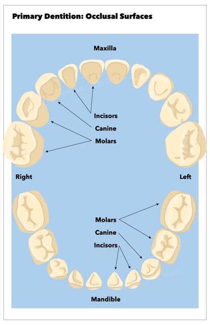 [Figure, Occlusal surfaces of the primary dentition. Contributed by Amin Tafti] - StatPearls ...