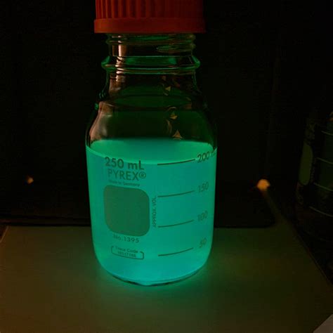 Bioluminescent Bacteria - Microbial Broth Culture – Glow Plant Inc.