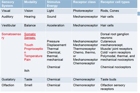 NEURO - SENSORY RECEPTORS Flashcards | Quizlet