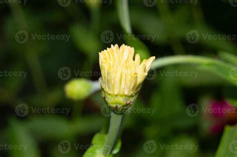 close up of flowers in process of blooming 9743495 Stock Photo at Vecteezy