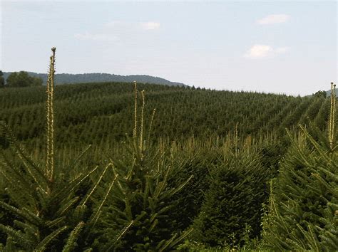 Christmas Tree Farm - Plantations BL Christmas Trees