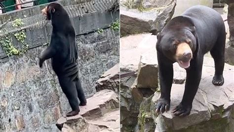 Bear Truth: Are the bears in a China zoo actually humans in costumes?