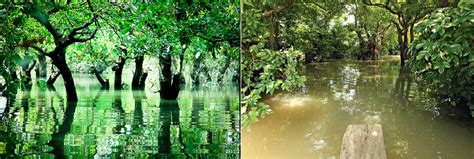 Discover Bangladesh: Ratargul swamp forest – only freshwater swamp forest in Bangladesh