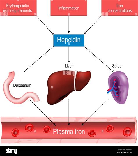 Hepcidin and iron homeostasis. function of hepcidin and its role in ...