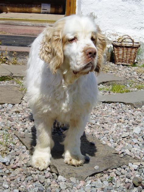 Rescue & Rehome – Clumber Spaniel Club