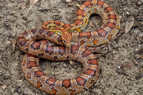 Red Cornsnake | South Carolina Partners in Amphibian and Reptile Conservation