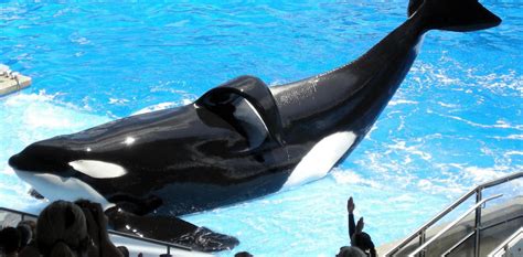 Blackfish: how captive killer whale documentary ended SeaWorld’s orca breeding programme