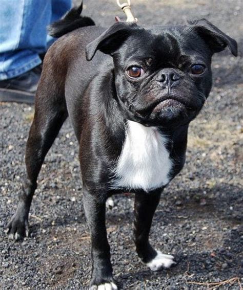 Bugg (Boston Terrier and Pug Mix)