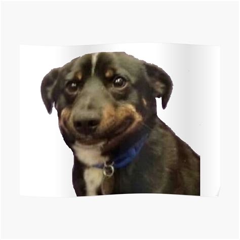 "awkward dog smile meme" Poster by syracuse2 | Redbubble