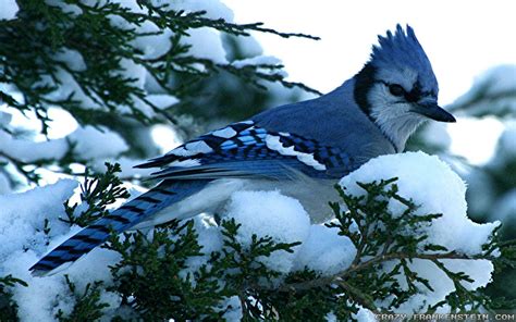 🔥 [66+] Blue Jay Bird Wallpapers | WallpaperSafari