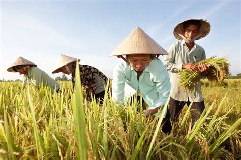 Farmers harvesting rice - Vietnam Farmers, Floppy Hat, Harvest, Vietnam, Rice, Science, Portrait ...