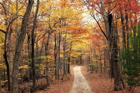 a dirt road surrounded by trees in the fall