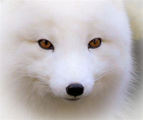 Eyes Of A White Fox Photograph by Athena Mckinzie