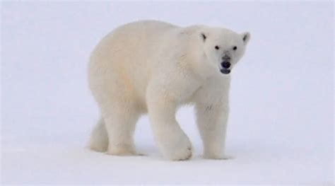 POLAR BEARS IN CANADA – passion for fresh ideas