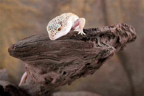 Leopard Gecko Temperature & Humidity: The Ideal Level Guide • Terrarium Quest