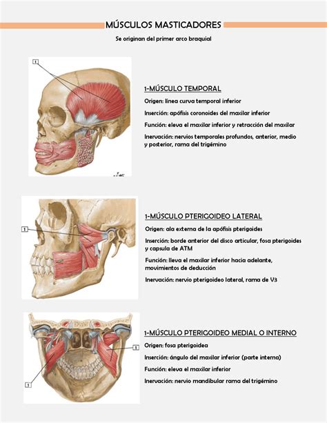 Enlace Hay una tendencia Buscar a tientas musculos de la masticacion estar impresionado ...