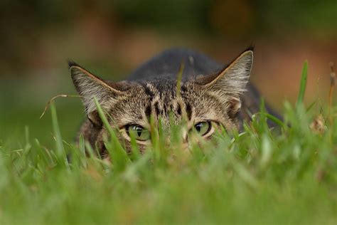 Easily Keep Backyard Birds Safe From Cats