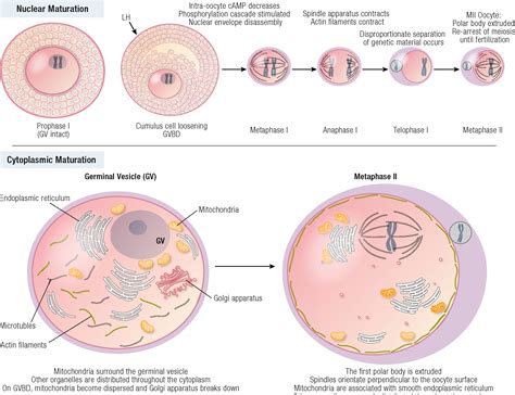 Figure 1 from Novel Concepts for Inducing Final Oocyte Maturation in In ...