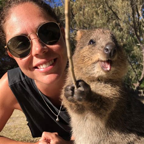 Quokkas Selfies