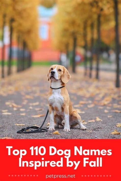 Top 110 Dog Names Inspired by Fall