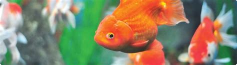 Complete info about goldfish breeding tips & breeding season