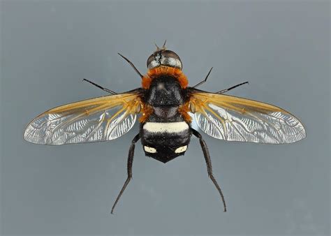 True Flies (Diptera) collection | National Museums Liverpool