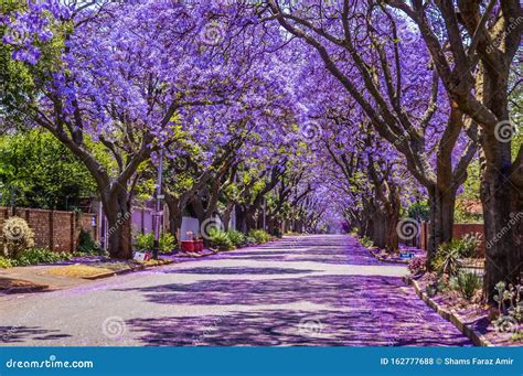 Purple Blue Jacaranda Mimosifolia Bloom in Pretoria Streets during Spring in October in South ...