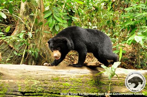 Sun Bear Sanctuary Borneo | Sun Bears Borneo | Rough Guides