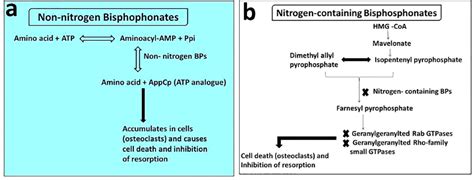 Bisphosphonates Mechanism Of Action