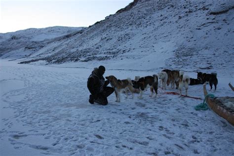 Sledge Dog | Sledge Dog a Kangerlussuaq | Francesco Muratori | Flickr