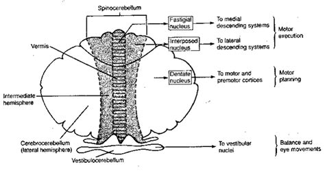 Cerebellum anatomy relevant to dizziness